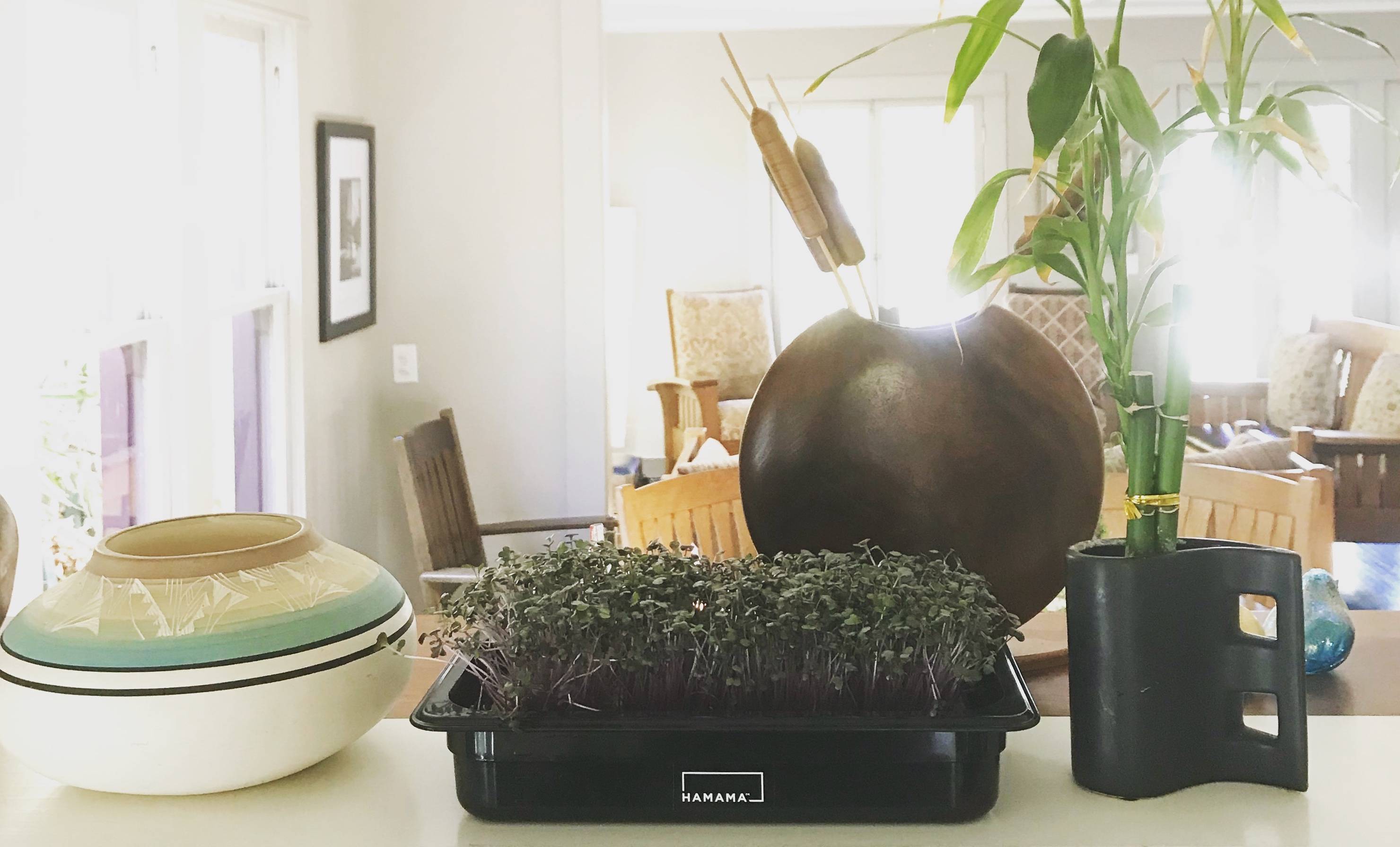 Fully grown red cabbage microgreens on a countertop in the living room of a house.