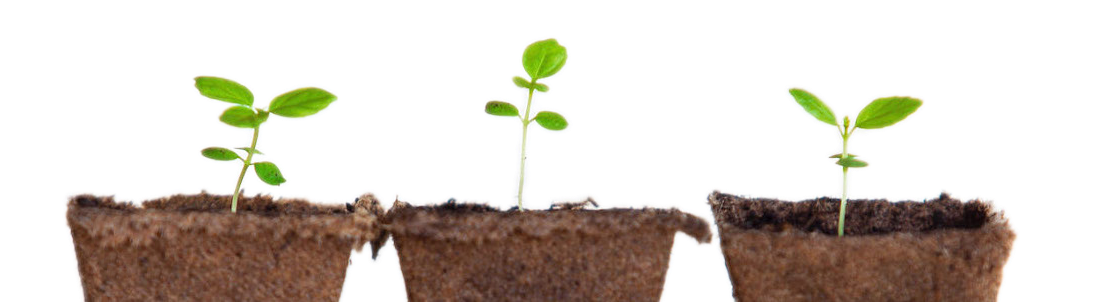 Three seedling plants growing in biodegradable containers