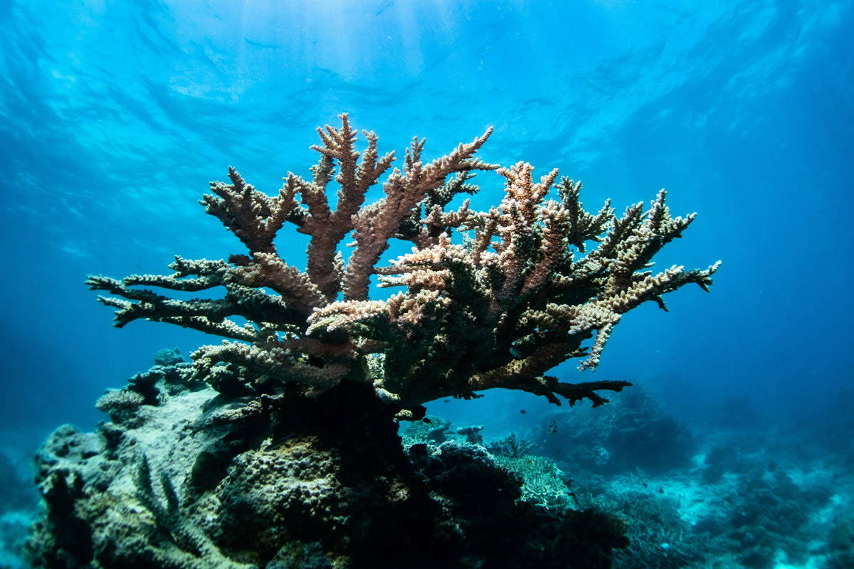 A bleached out coral alone in the water