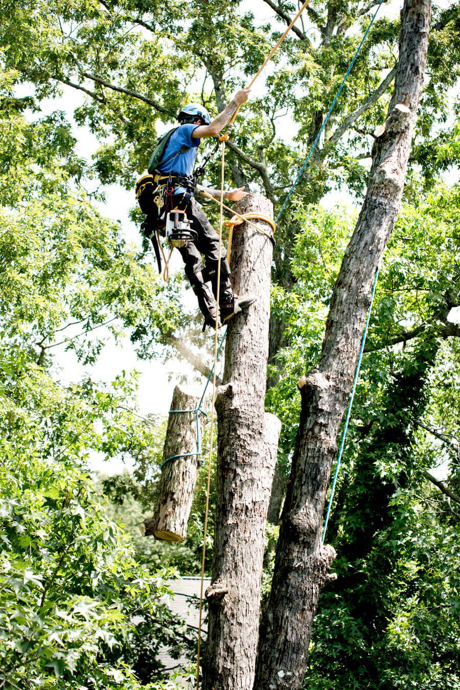 Arborist working at the top of a spar