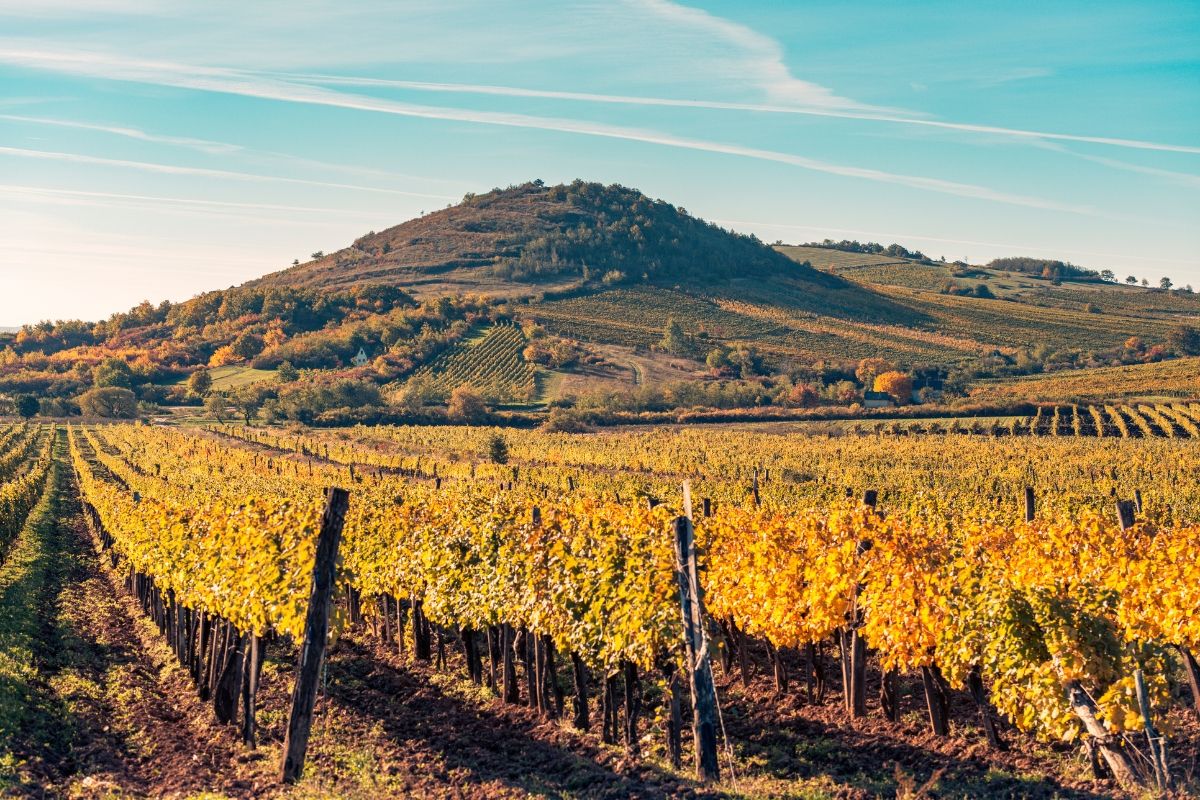 Vineyard landscape with yellow leaves and a hill under a clear blue sky.