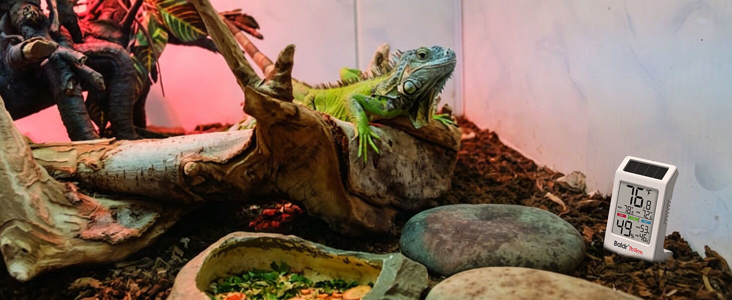 Iguana on a log with rocks and a QR code nearby.