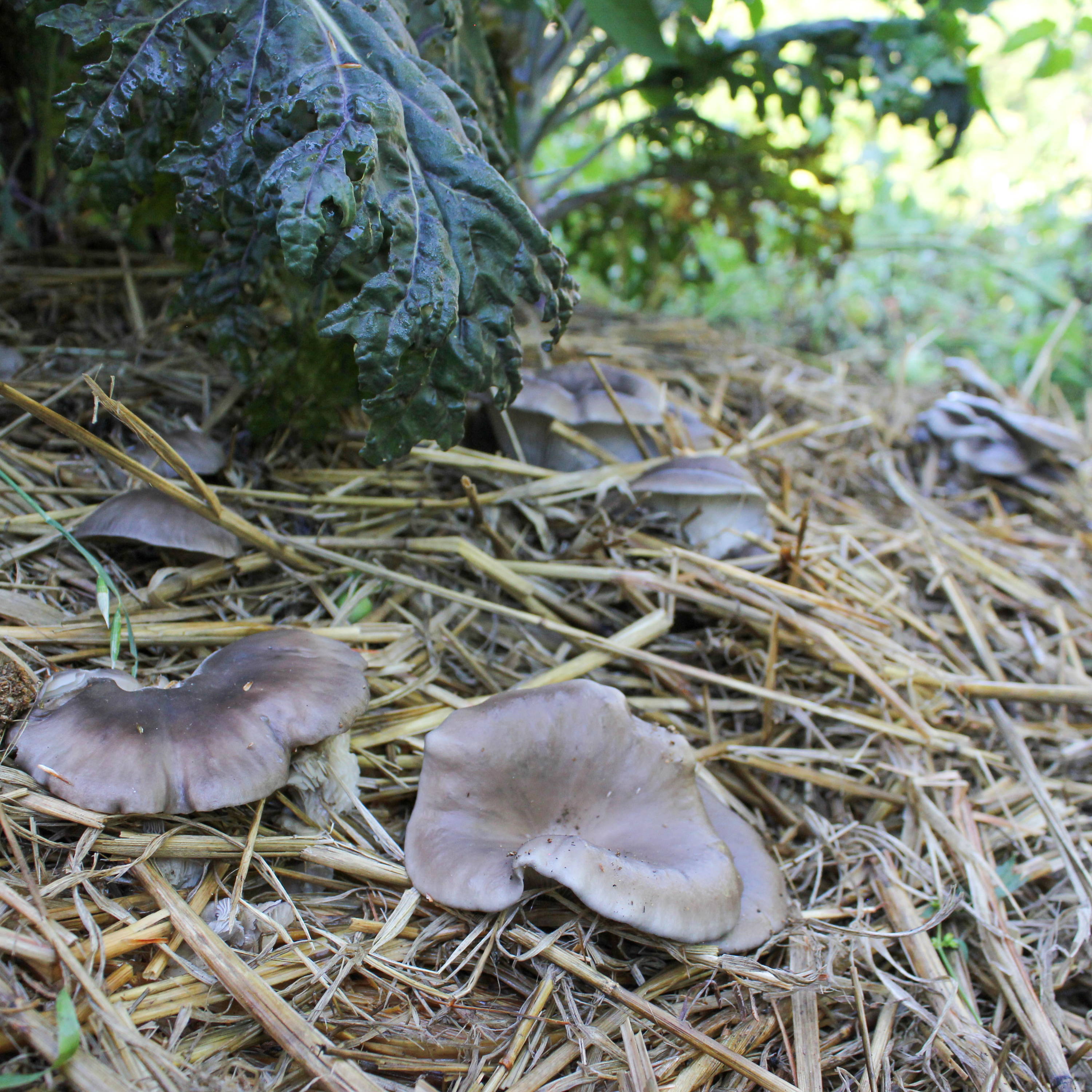 oyster mushrooms growing in straw