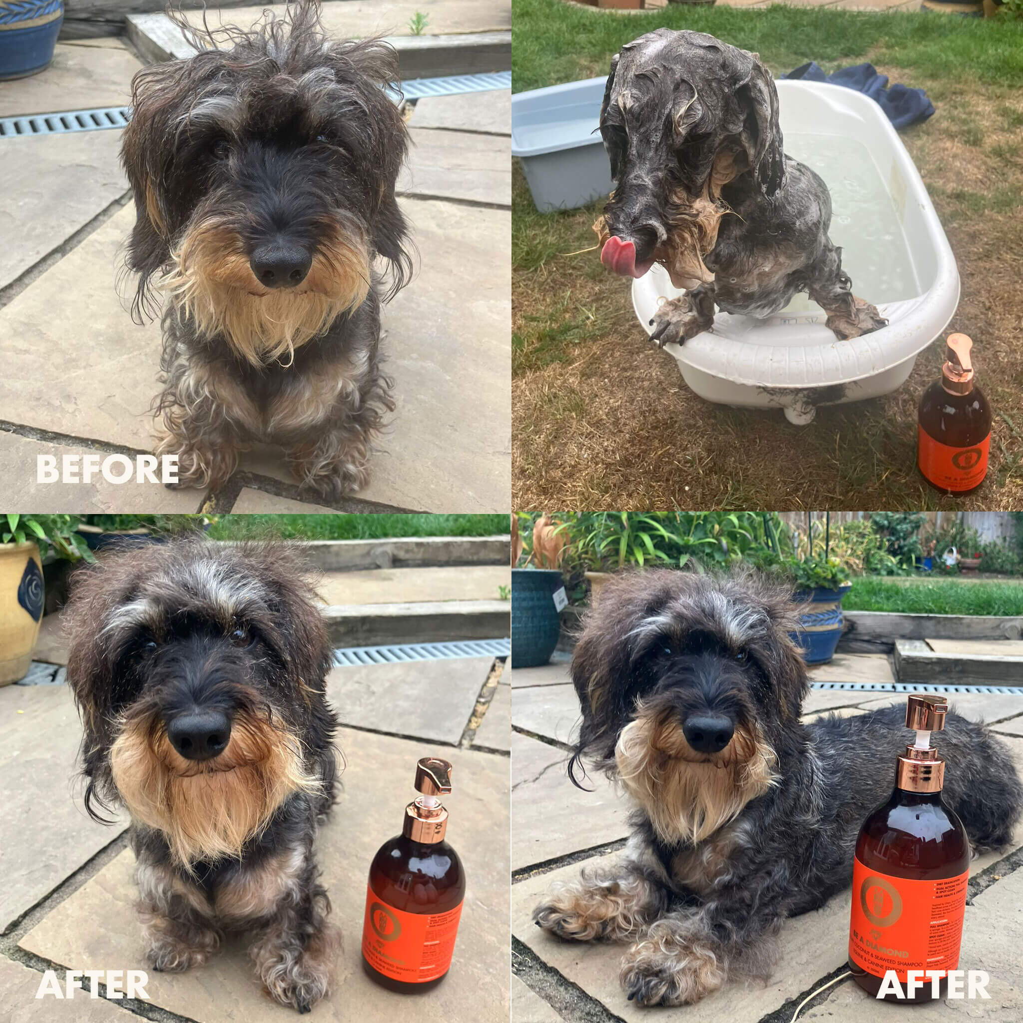 Dog transformation collage with 