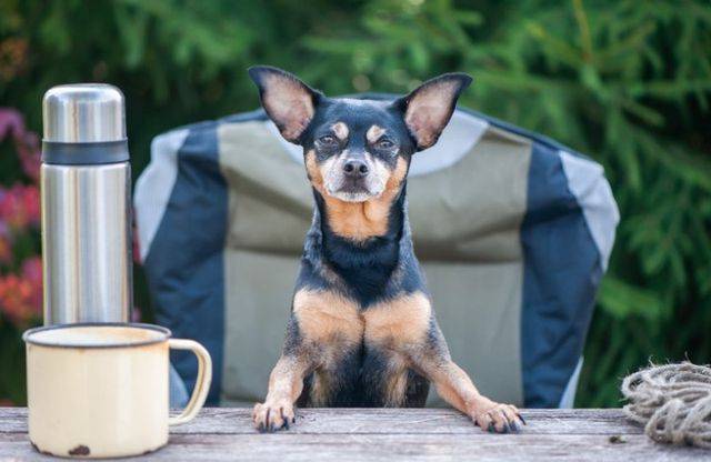 Esk Caravan Park, Dog Friendly Camping Queensland
