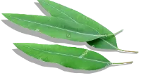 Three eucalyptus leaves