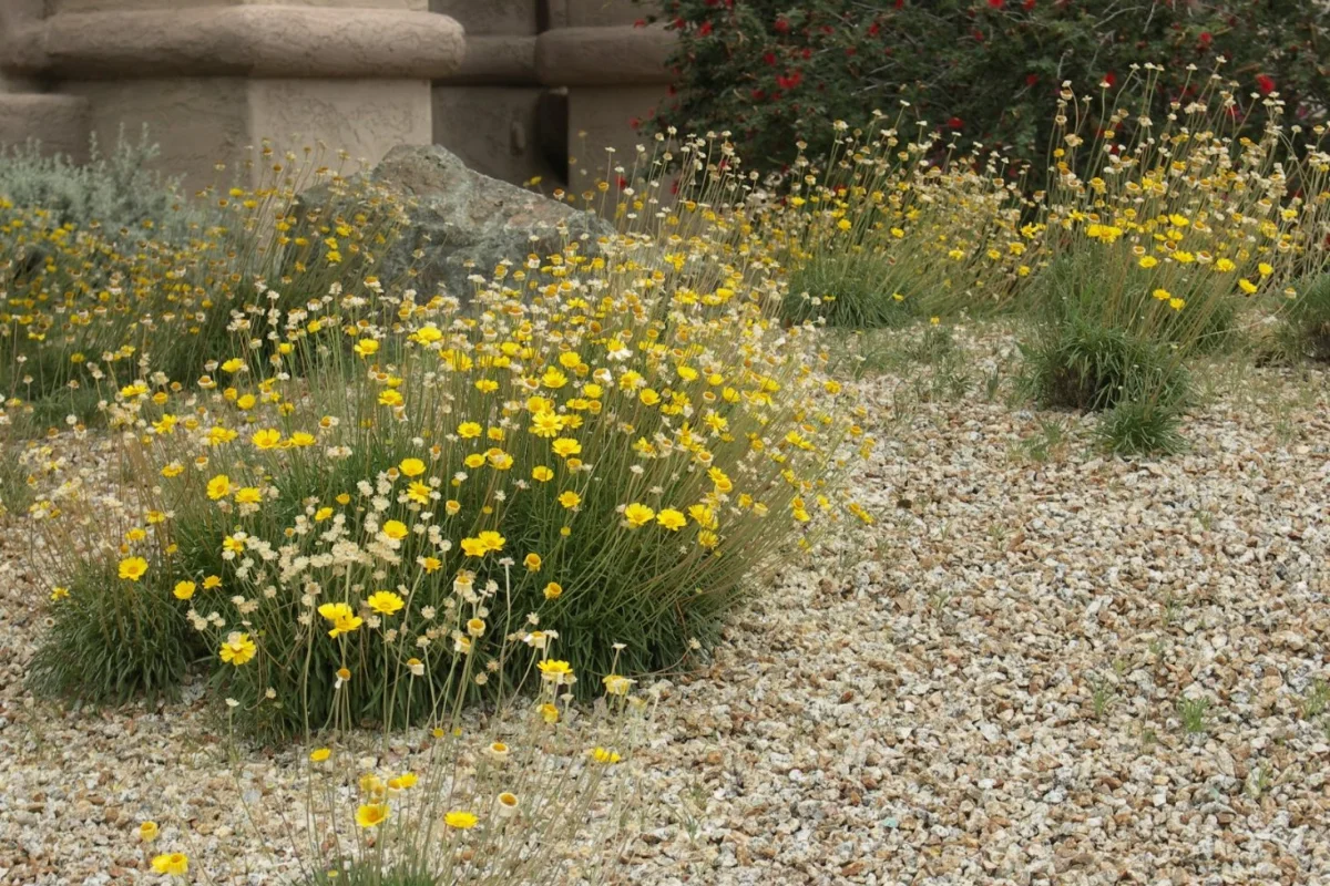 Angelita Daisy (Tetraneuris acaulis) flowering among decorative gravel in a desert landscape, producing cheerful yellow blooms nearly year-round in Arizona gardens.