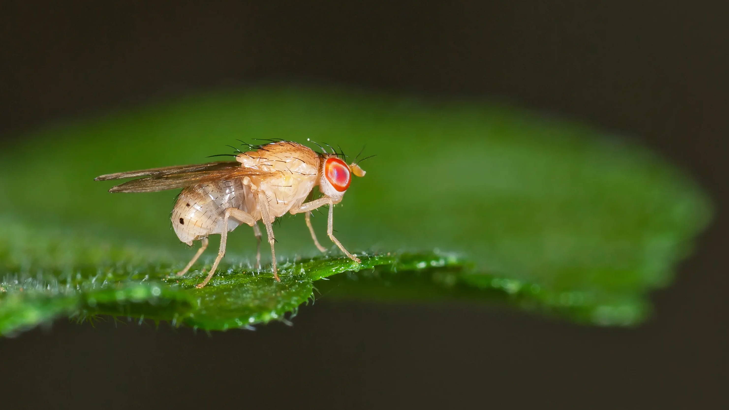Future Fields fruit fly biotechnology EntoEngine