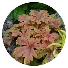 Plant highlight of Fun and Games® 'Hopscotch' Foamy Bells