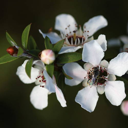 Obrázok THE ORGANIC PHARMACY Manuka face cream pre mastnú a problematickú pleť 50 ml (2)