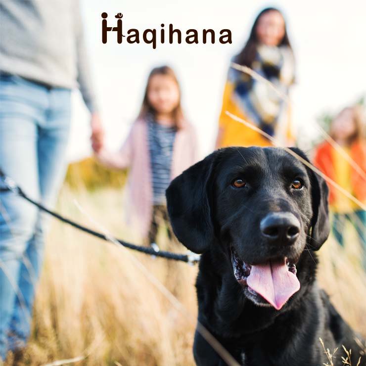 犬ハーネス ハキハナ