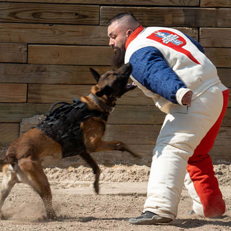 Dog wearing a harness during bite training