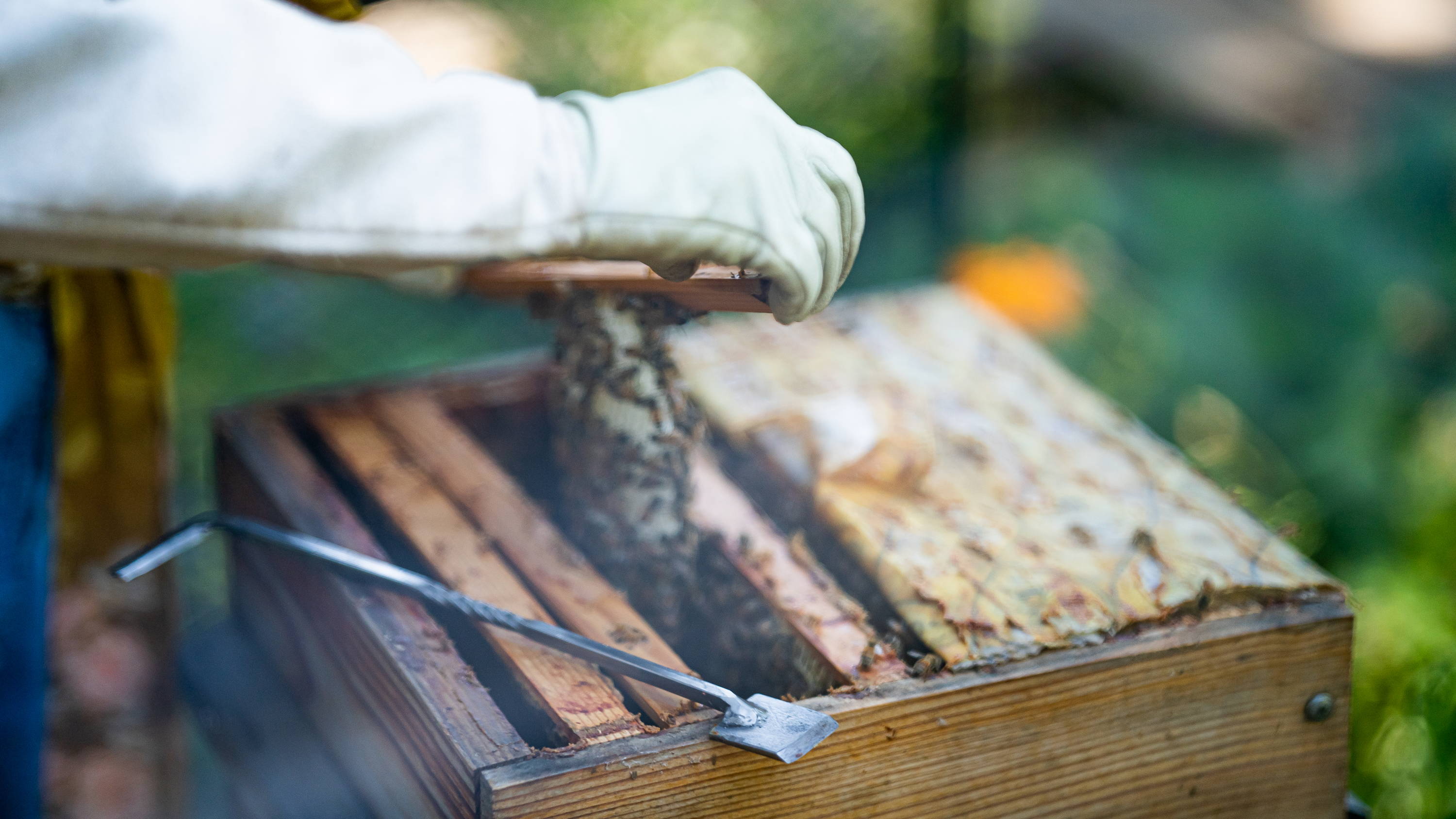 Beekeeper pulling a honeycomb from a warre style hive. A hive tool is the focal point.
