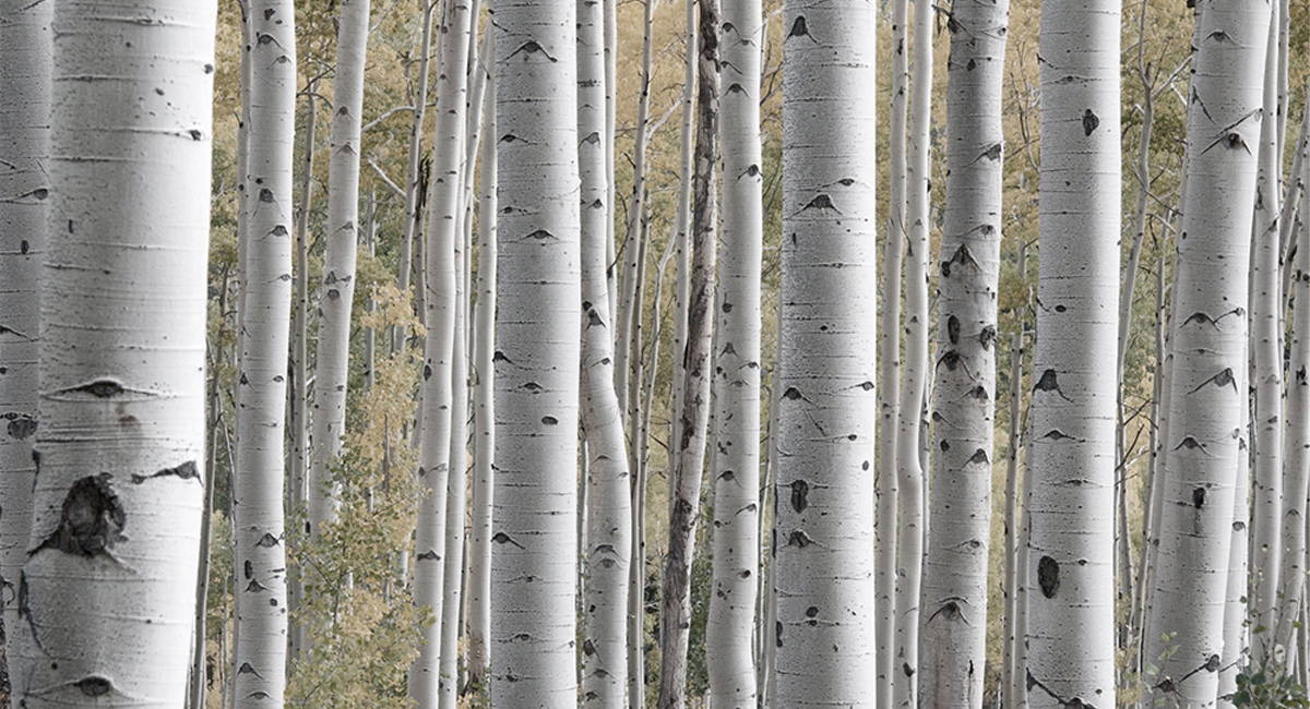 Betula genus also known as birch tree extract for birch juice in skincare 