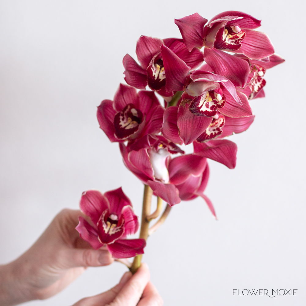 burgundy cymbidium orchid