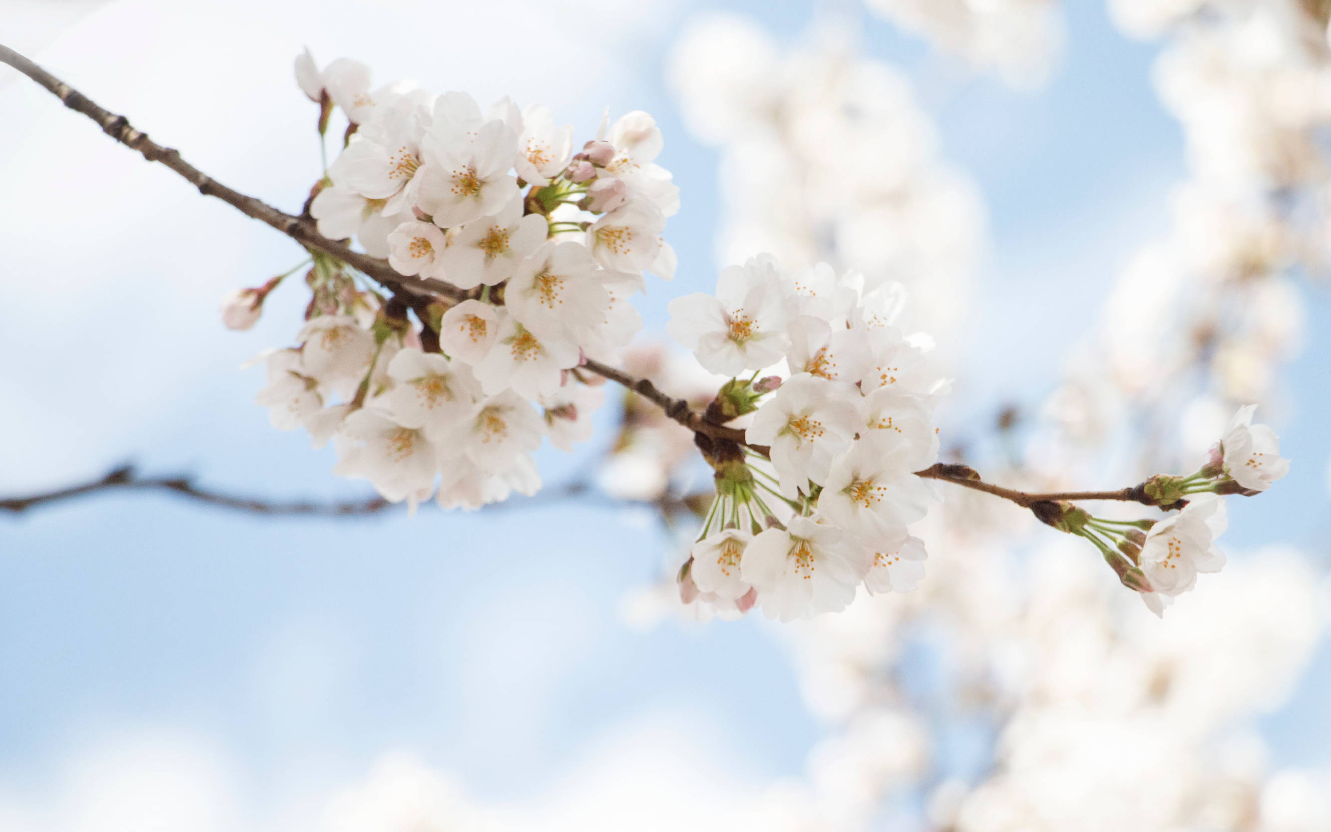 sakura tree and cherry blossoms