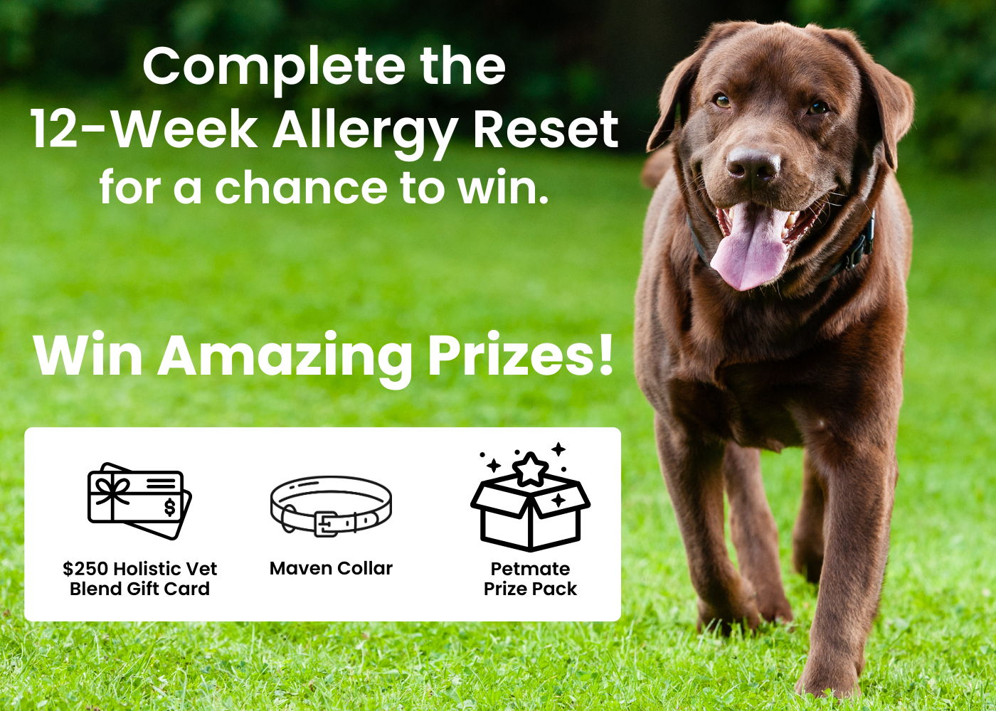 Allergy Reset Competition promotion banner