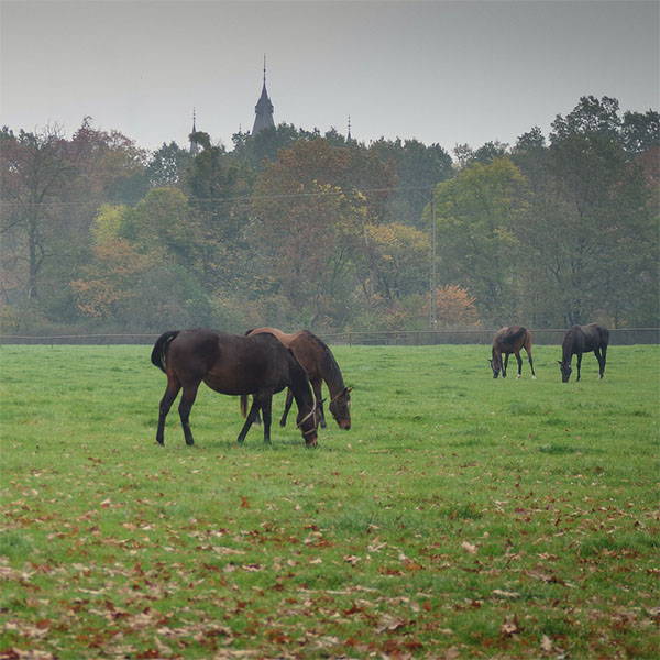 How to Treat rain rot in Horses in rainy field