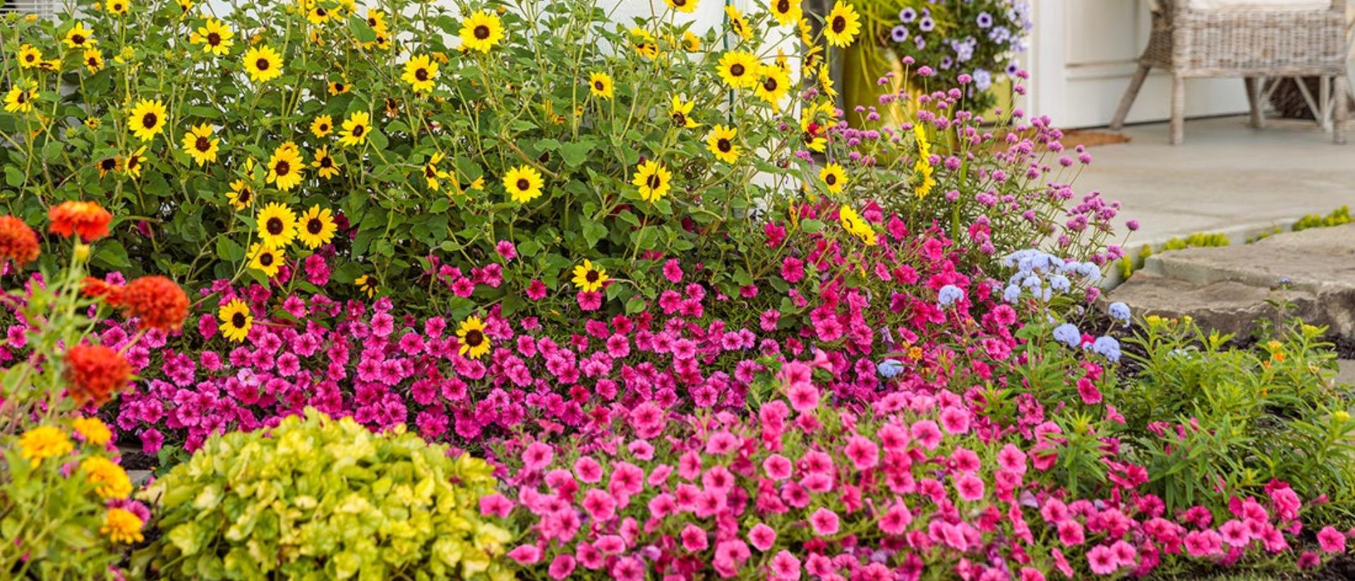 Garden full of Supertunia Vista® Fuchsia, Truffula™ Pink, Supertunia Vista® Paradise, Suncredible® Yellow