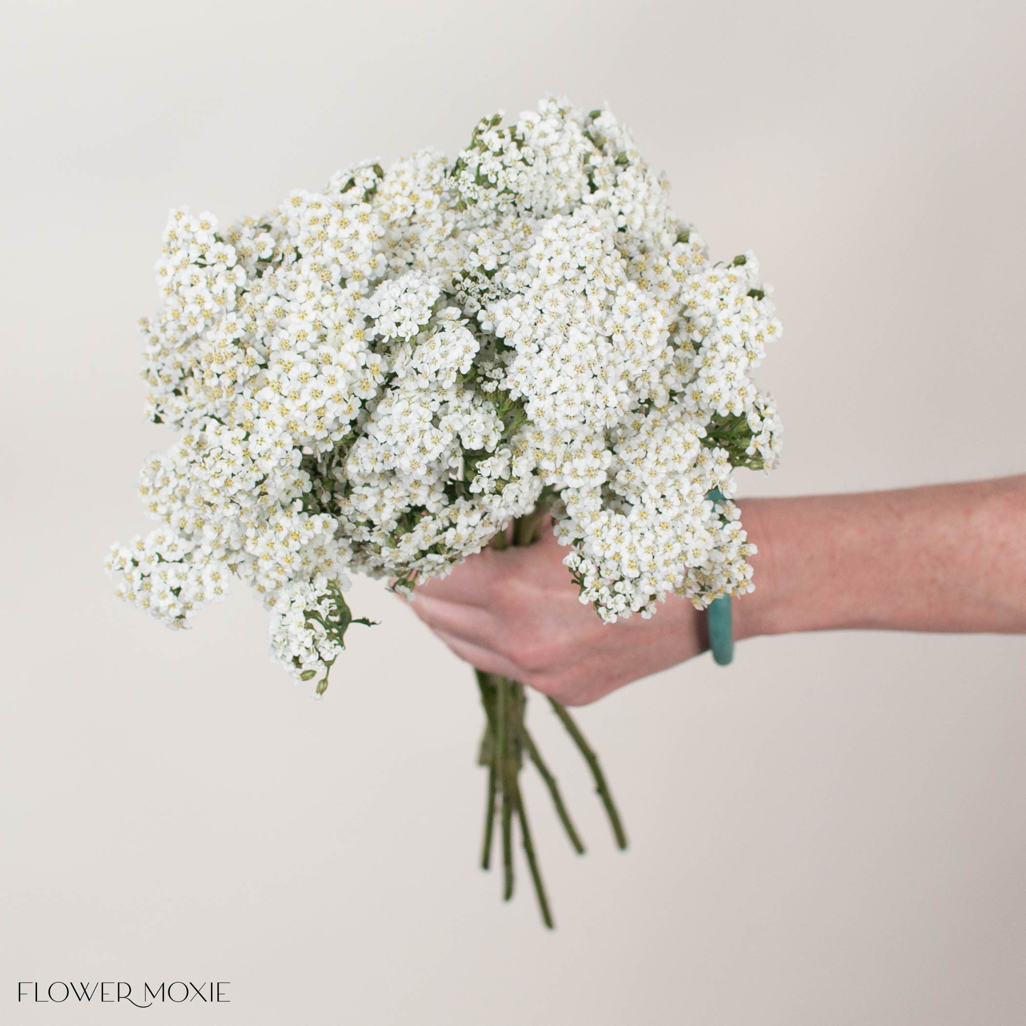 white yarrow