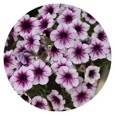 Photo of Supertunia® Bordeaux™
