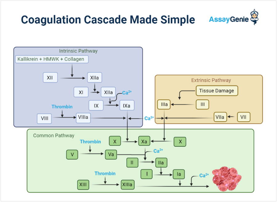 Coagulation pathway schematic