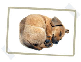 dog sleeping in a doughnut shape