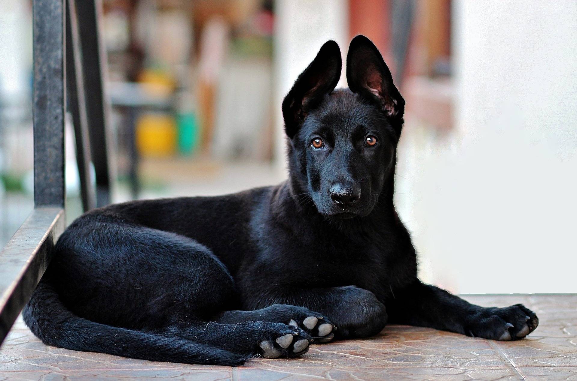 pure black german shepherd dog