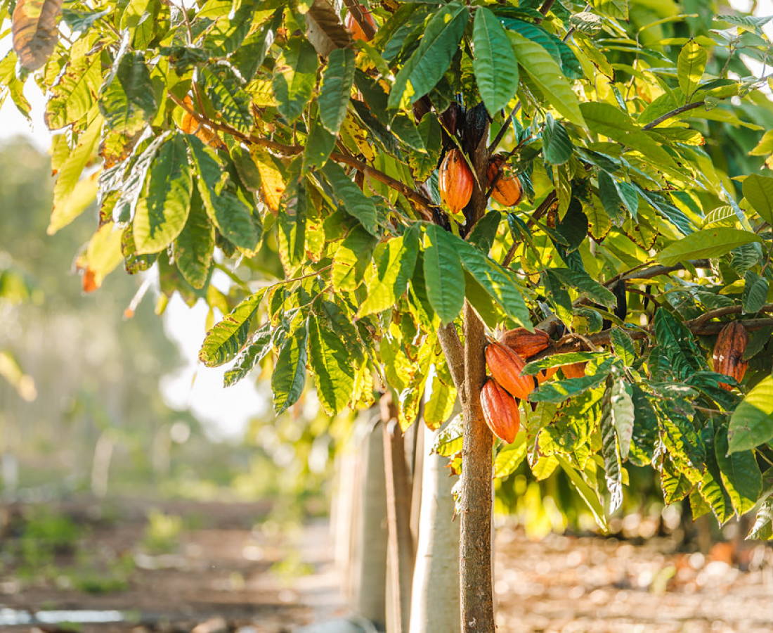 Cacao trees