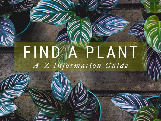 Find A Plant