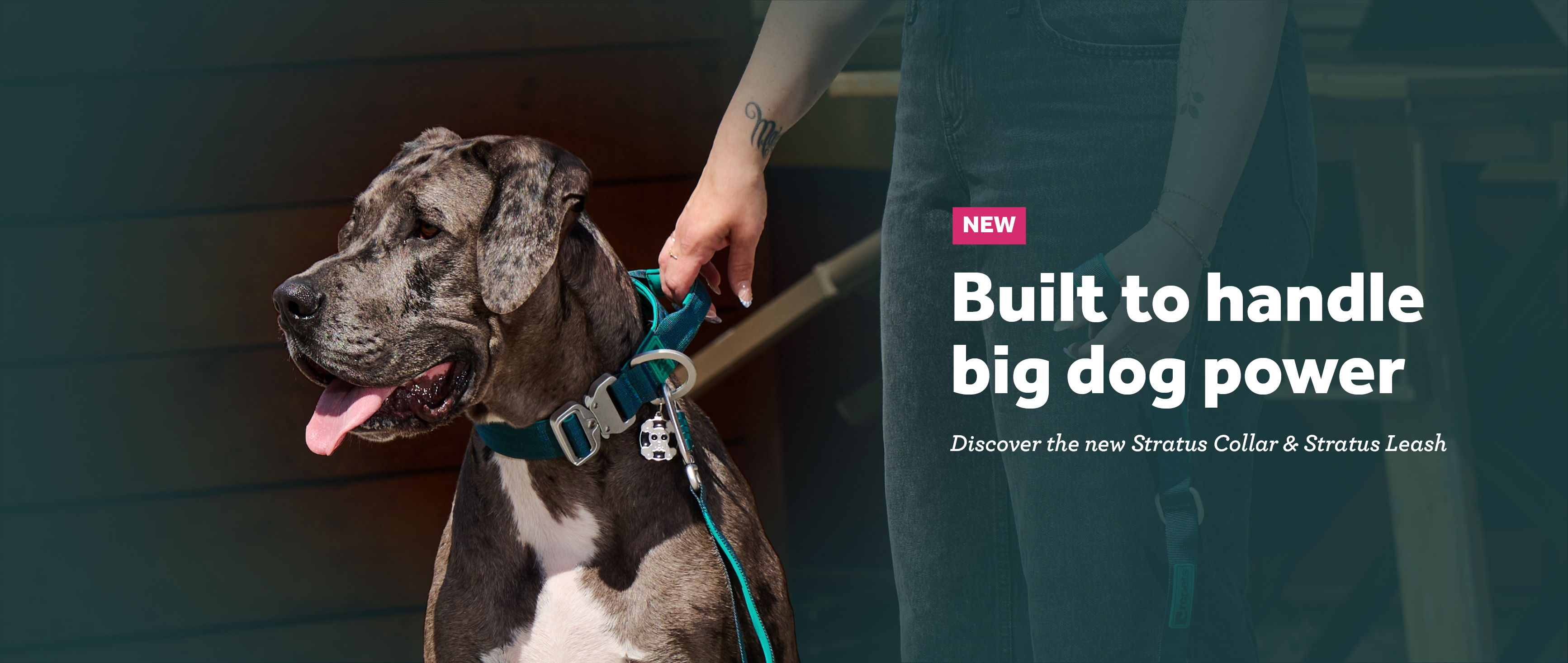 A person holding a Stratus leash attached to a large dog.