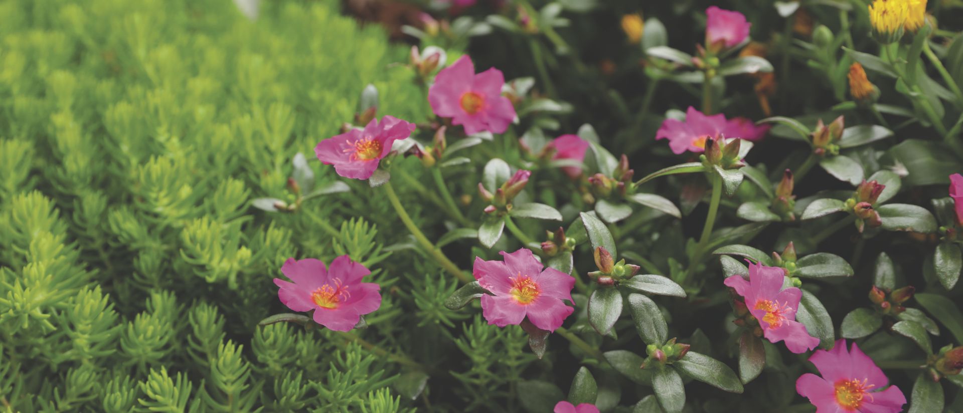 Photo of Mojave® Fuchsia and Lemon Coral®