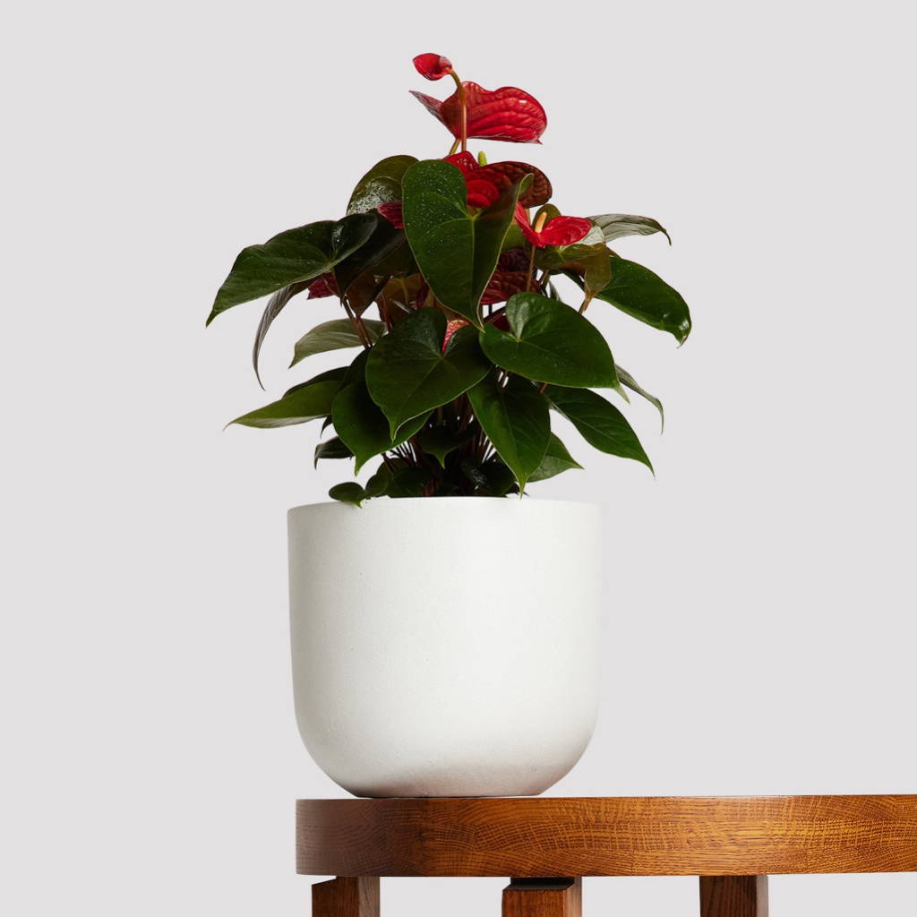 Red Anthurium Indoor Plant in Flore Pot White at The Good Plant Co