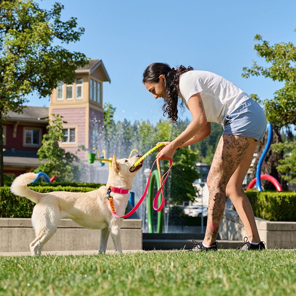 Person with a dog in a park, holding colorful leashes.