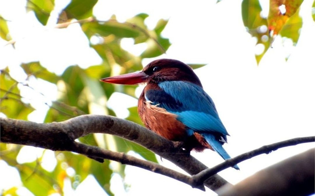 a colorful bird sitting on top of a tree branch