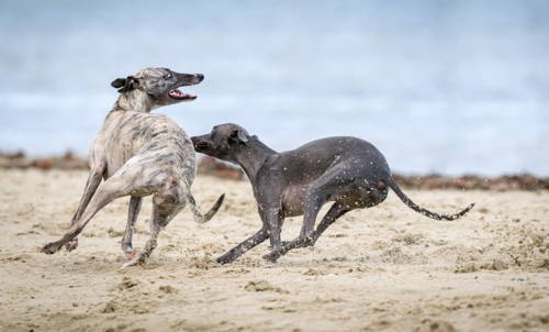 Two whippets running on a beach