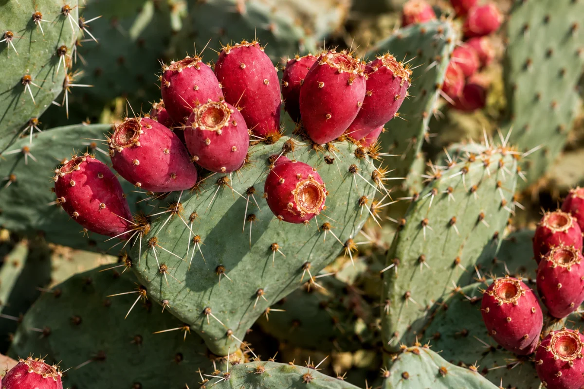 Bright magenta prickly pear fruit growing on a cactus pad with desert spines, highlighting a native Sonoran Desert edible plant for water-wise landscaping.