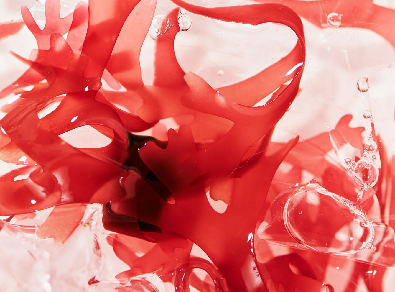 Abstract red and pink shapes resembling seaweed or fluid textures.