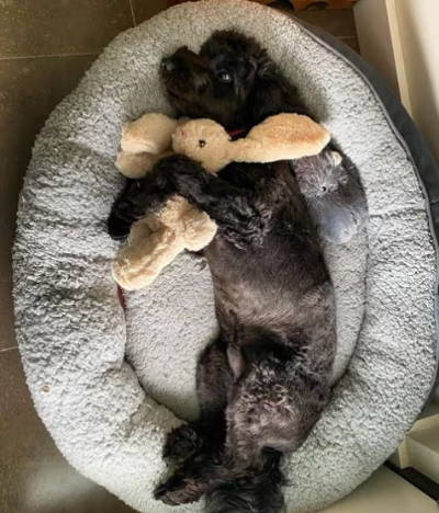 A black puppy lying on a bed with a toy