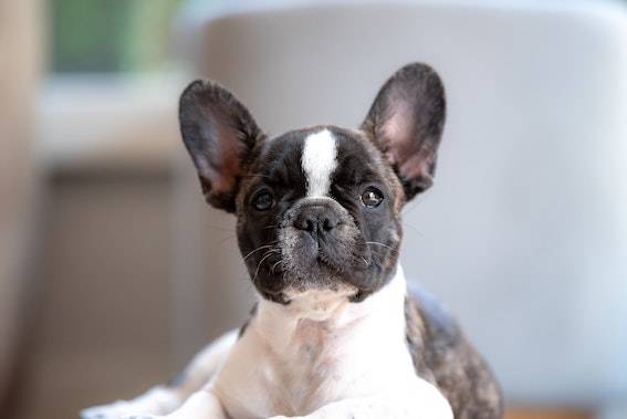 brindle and white french bulldog close up