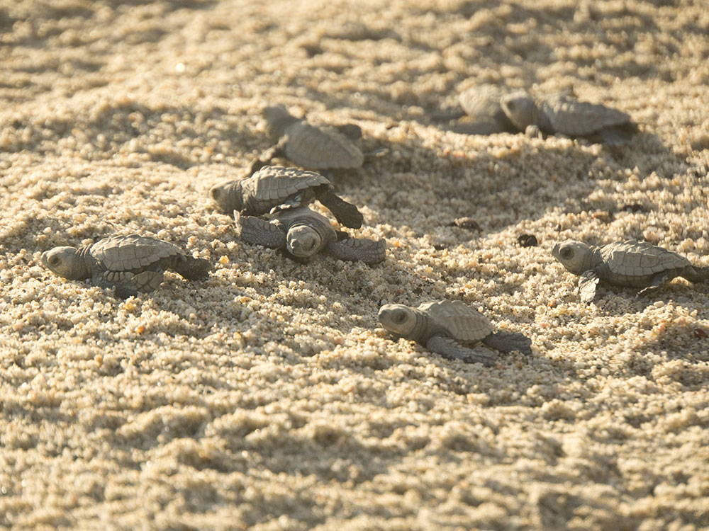 Baby turtles making their way to the ocean