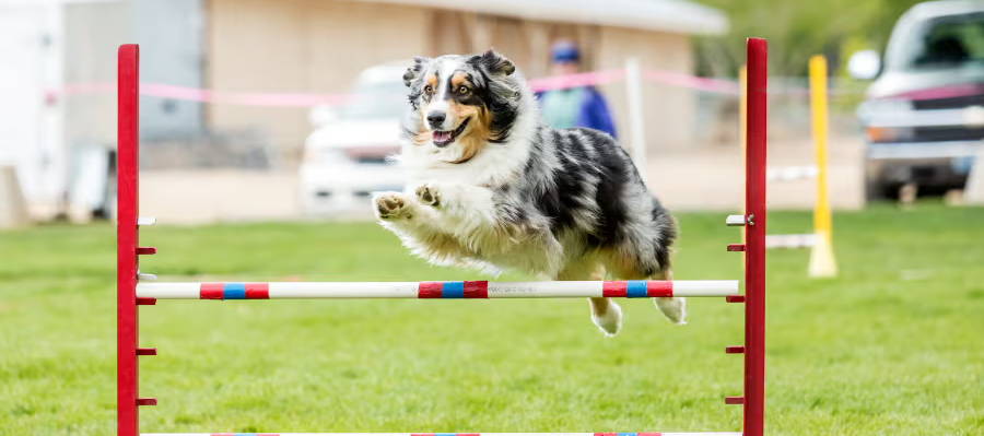A collie dog jumping in agility