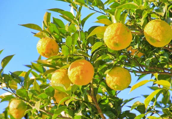 Yuzu