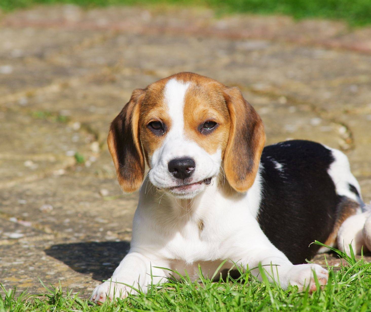 Beagle top 7 dog breed in the US