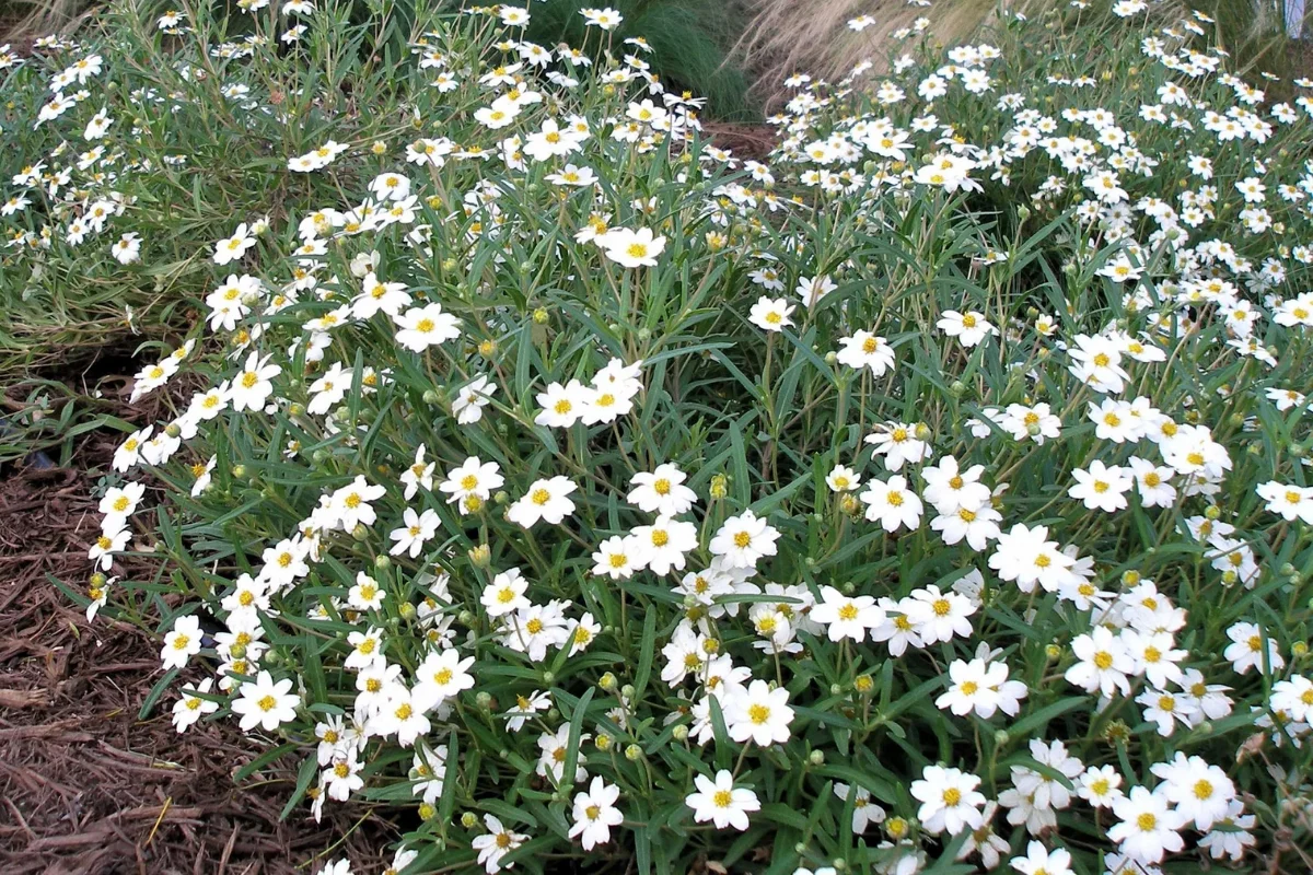 Blackfoot Daisy (Melampodium leucanthum) displaying masses of white daisy-like flowers with yellow centers, a resilient native groundcover for Arizona landscapes.