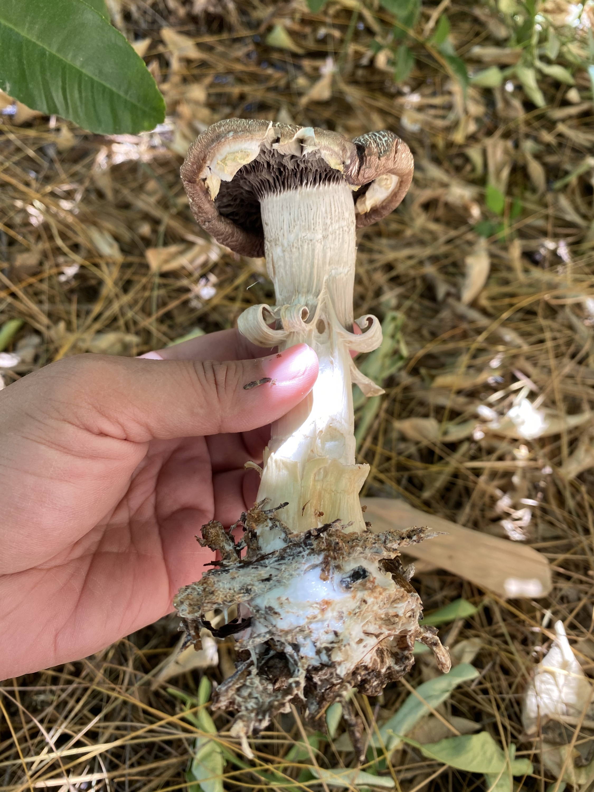 A Wine Cap mushroom with visible mycelium at the base of the stipe.