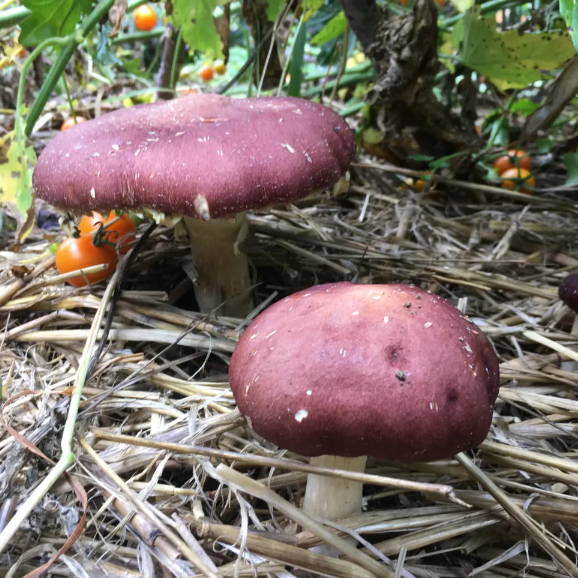 wine cap mushrooms