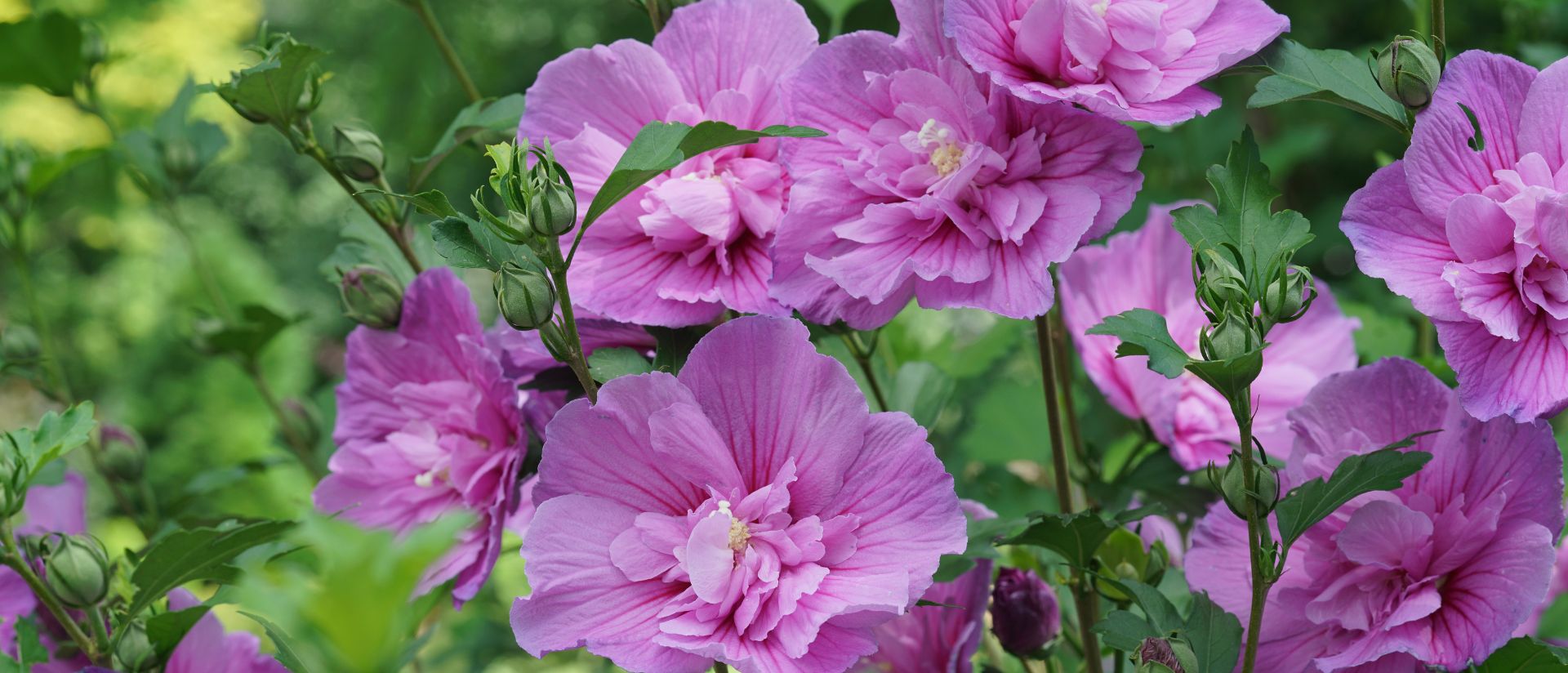 Photo of Dark Lavender Chiffon® Rose of Sharon