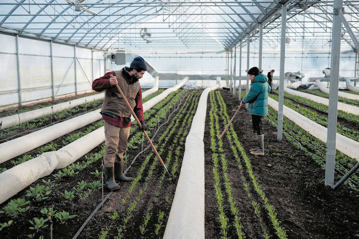 Two farmers working in a large greenhouse