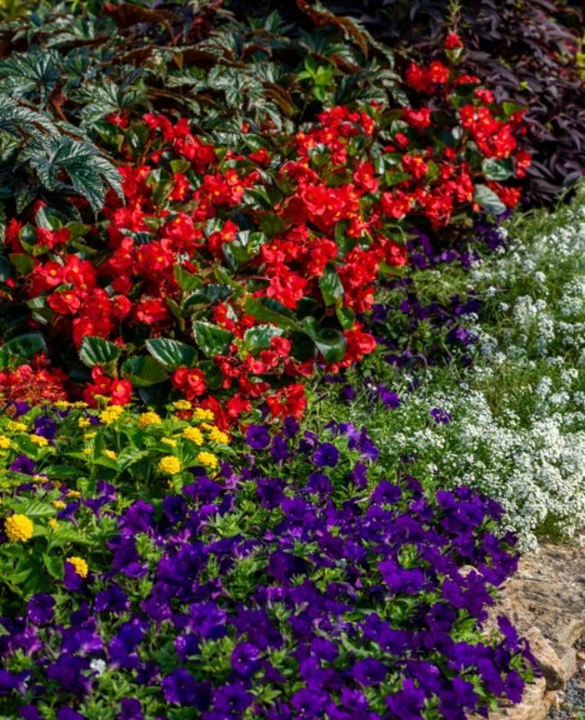 Lantana, Lobuleria, Luscious, Golden gate, Petunia, Purge, Reflections, Royal Velvet, Supertunia, Surefire Red, White Knight